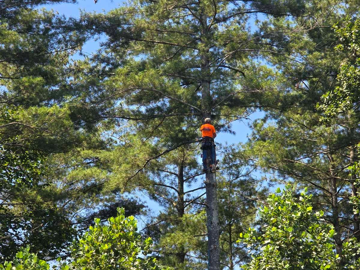Arborist in orange shirt and safety gear trimming a tall pine tree. Blue sky, green foliage.