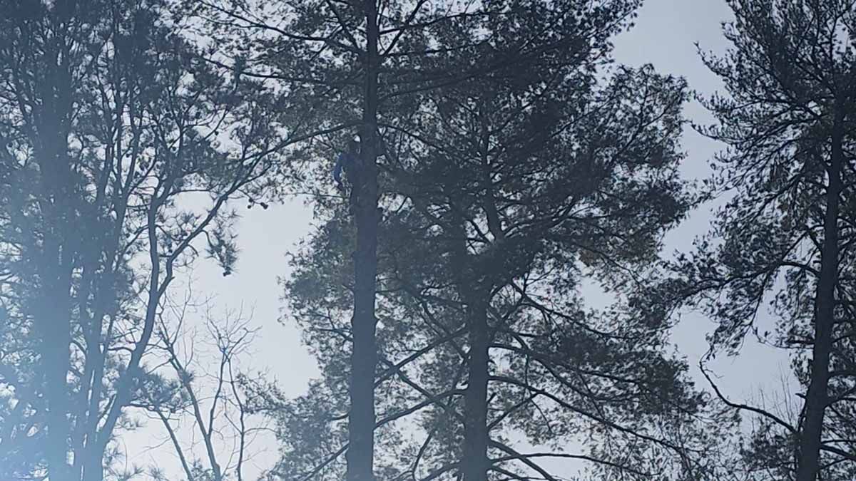 Tall pine trees in a forest silhouetted against a cloudy sky.