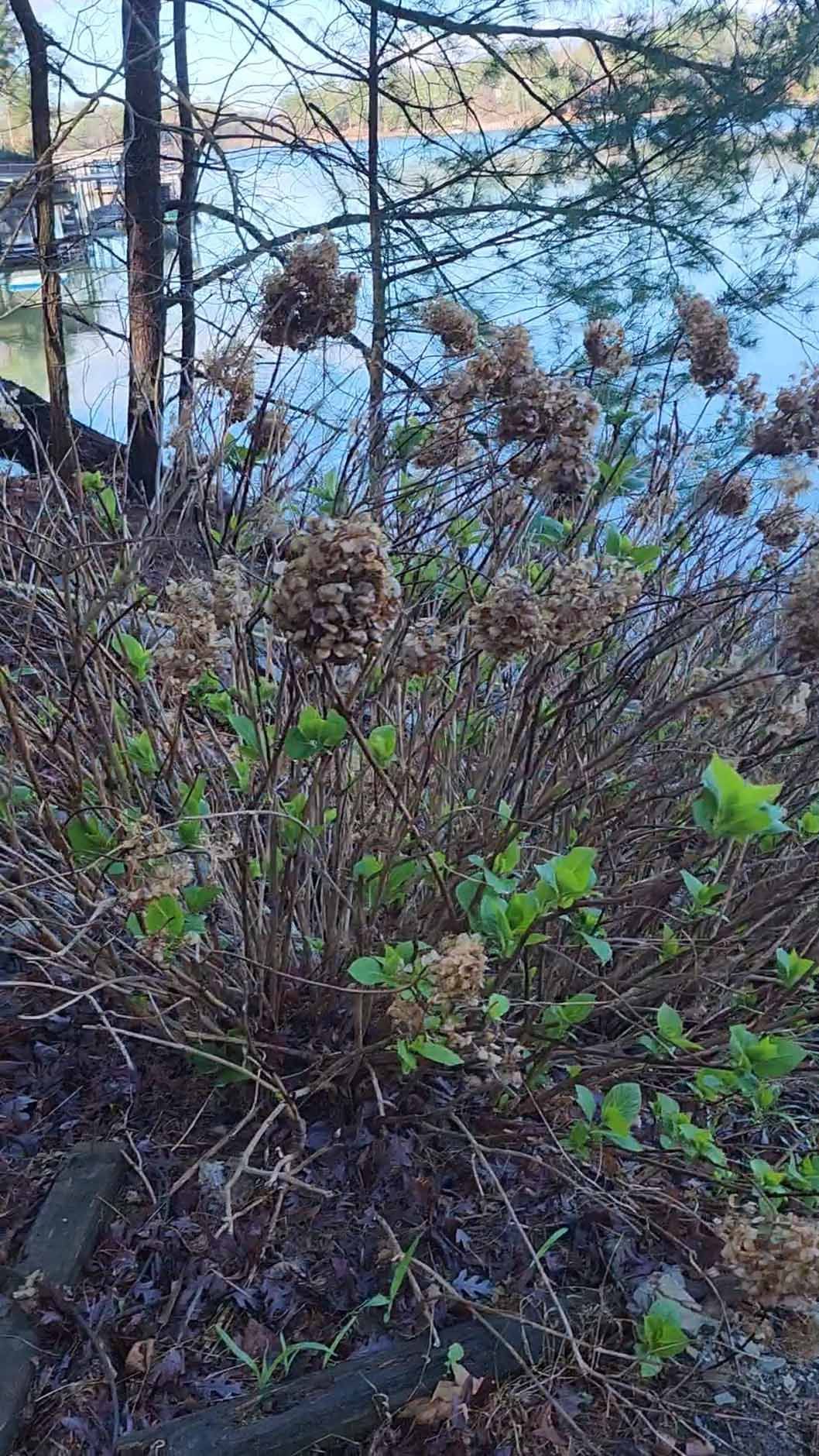 Brown and green hydrangea bush with faded flowers, near water and trees.