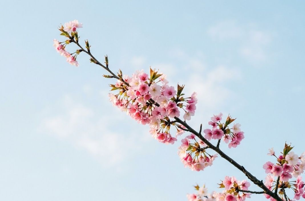 Pink cherry blossoms on branch against blue sky, funeral homes in Milton, VT