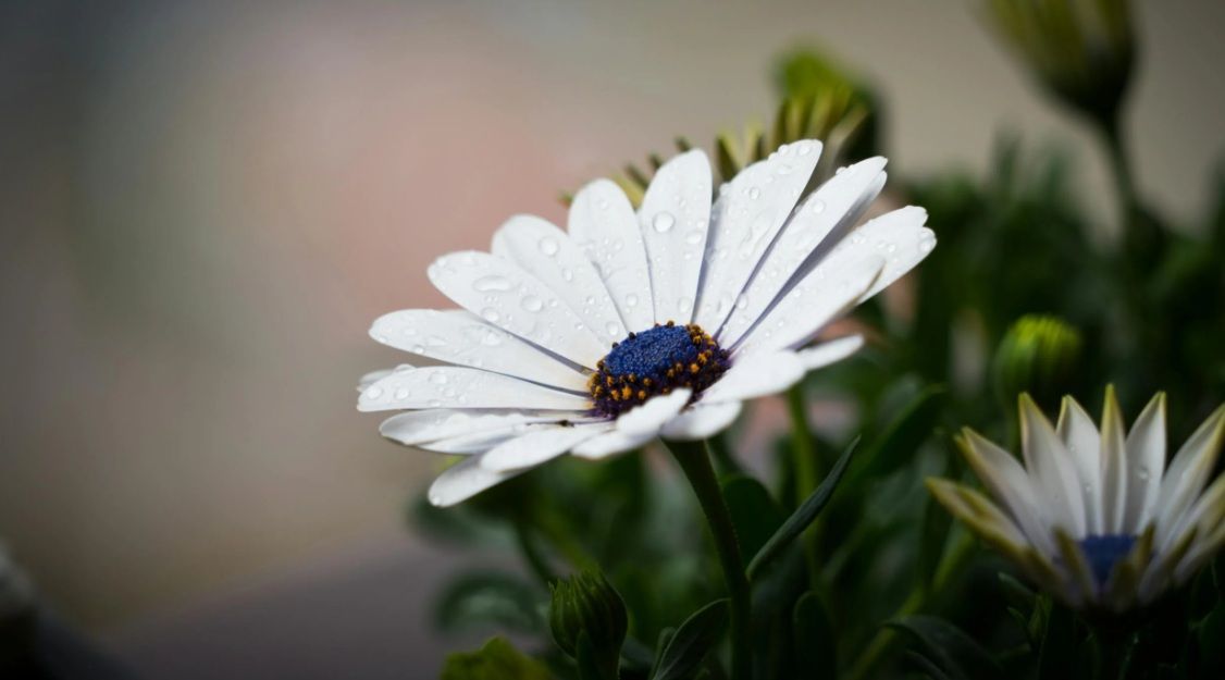 cremation services in Winooski, VT