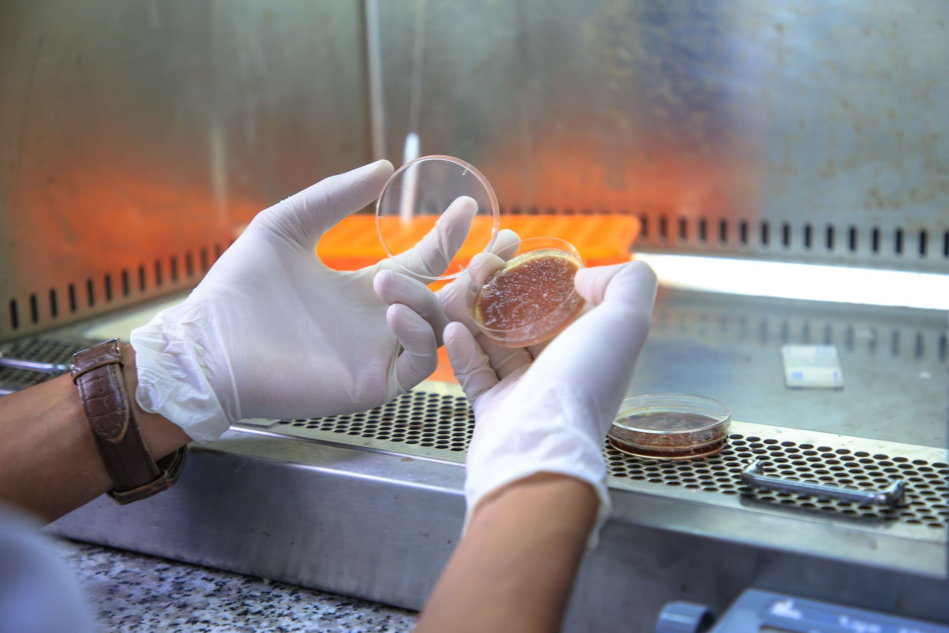 mycologie, laboratoire alkawthar à témara