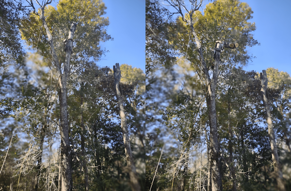 A couple of trees in a forest with a blue sky in the background.