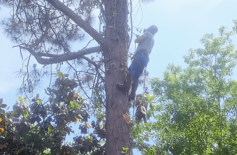 A man is climbing up a tree with a chainsaw.