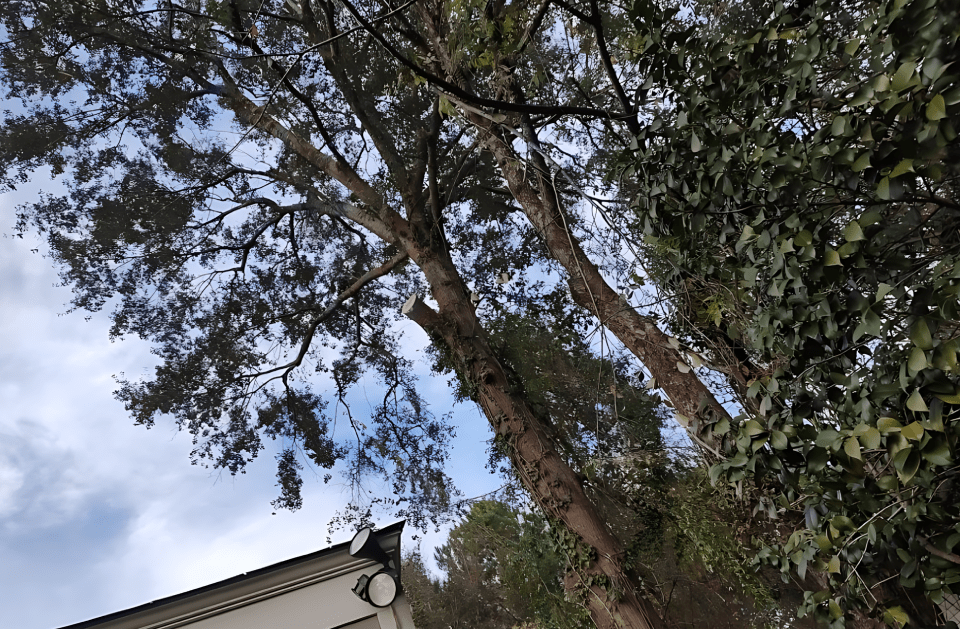 Looking up at a tree with a house in the background
