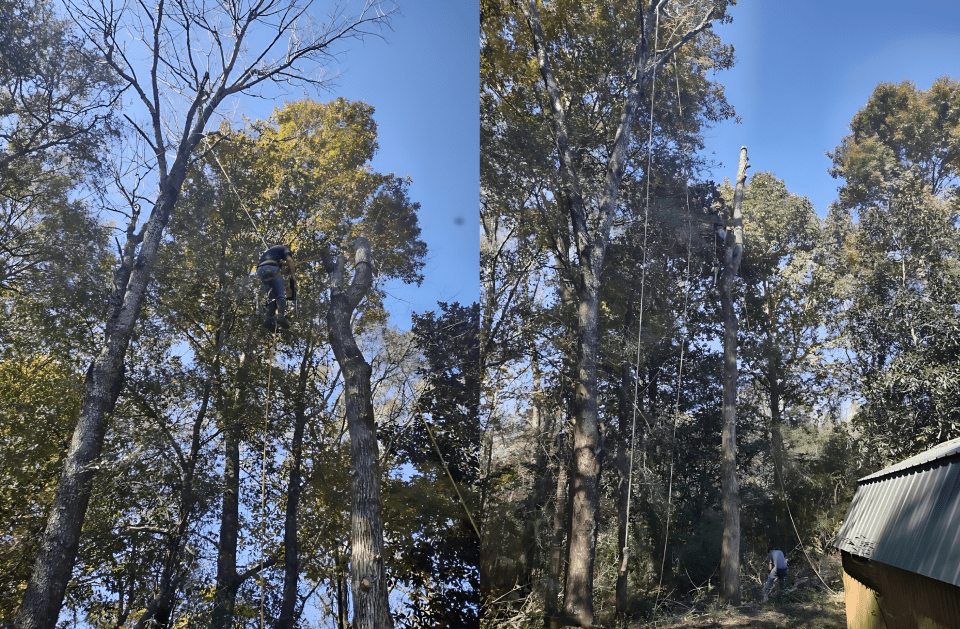 A man is climbing a tree in a forest.