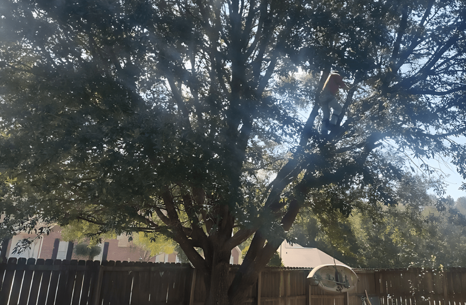 A tree in a backyard with a fence in the background