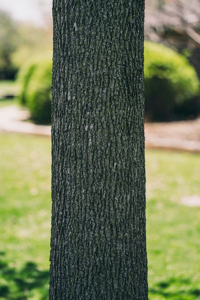 A close up of the bark of a tree in a park.