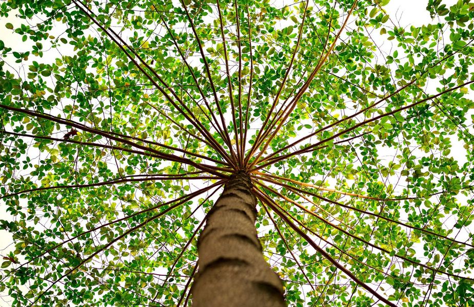 Looking up at a tree with lots of green leaves on a white background.