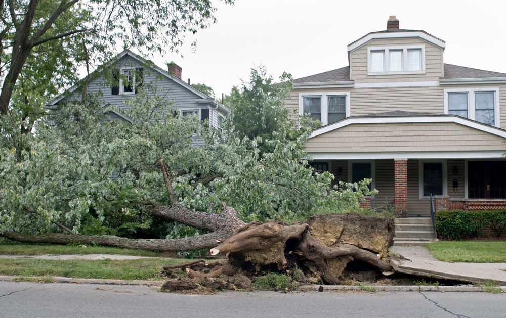 Fallen tree branches on a lawn in front of a house after a storm.
