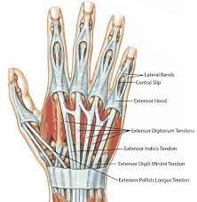 Extensor Tendon Injuries | Ortho Surgeon Queensland | Dr Mwaturura