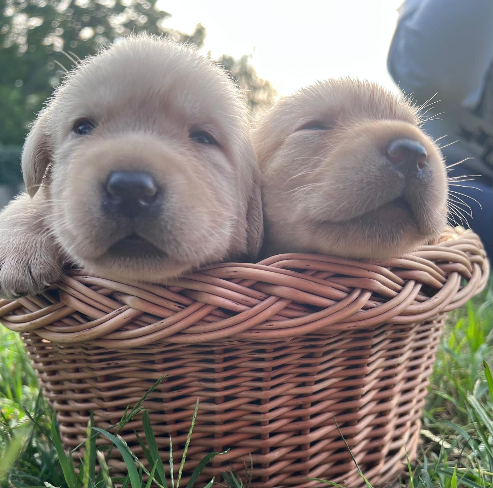 Due cuccioli di Labrador giallo chiaro in un cesto intrecciato all'aperto, uno sveglio e l'altro addormentato.