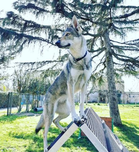 Cane lupo in piedi su una rampa di agilità, guarda di lato, all'esterno, vicino a un albero.