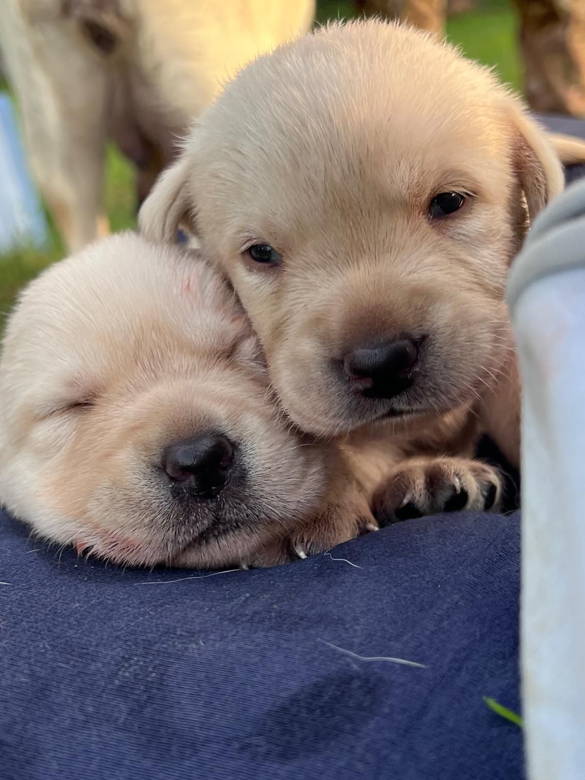 Due teneri cuccioli di Labrador giallo, uno dei quali dorme, appoggiato su una coperta blu.