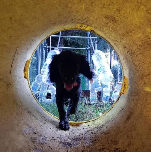 Un cane nero corre attraverso un tunnel con la lingua fuori e all'esterno si vedono bottiglie di plastica per l'acqua.