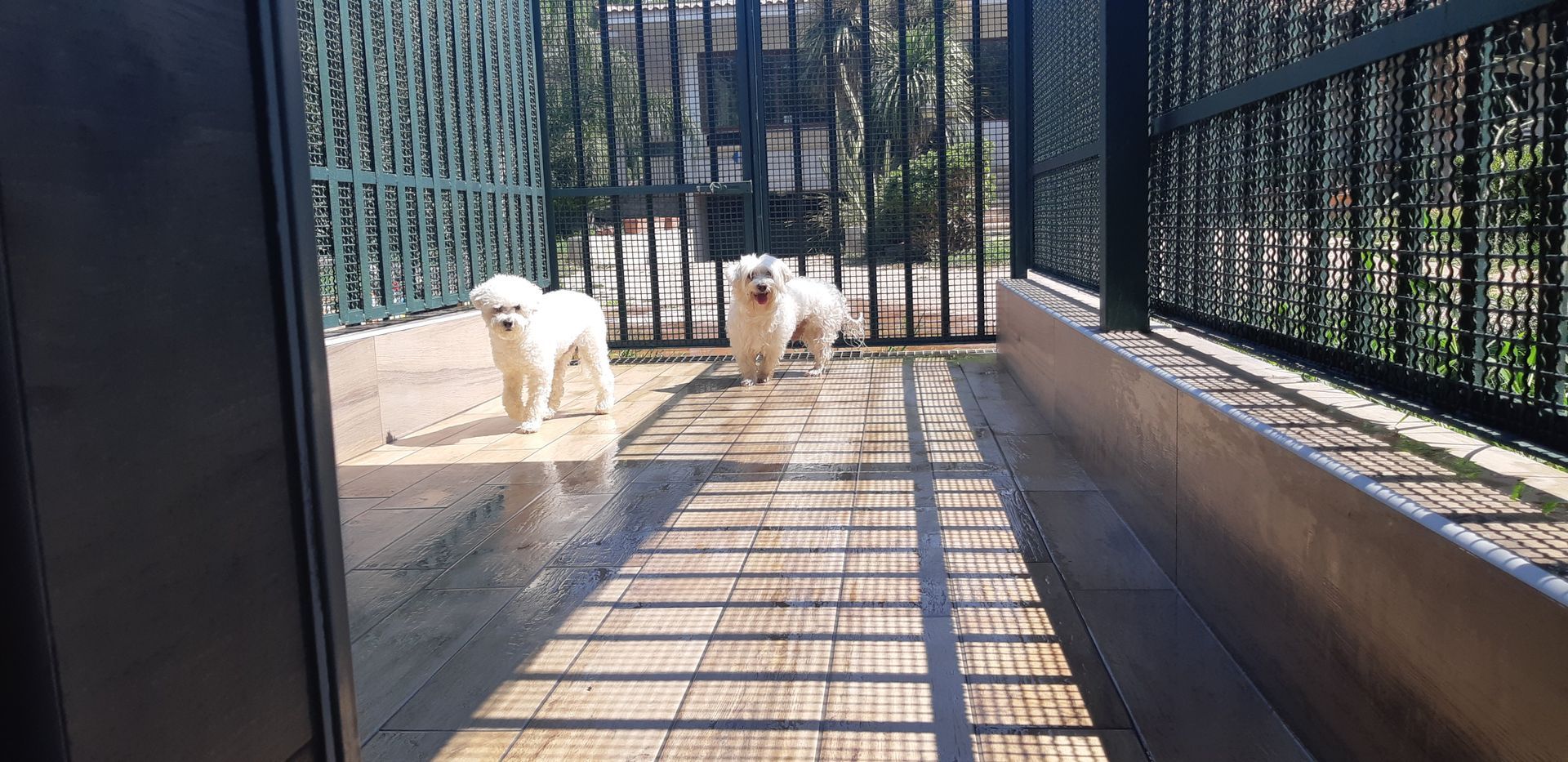 Due soffici cani bianchi sono in piedi in un'area esterna recintata, guardando avanti. La luce del sole crea ombre sul pavimento di legno.