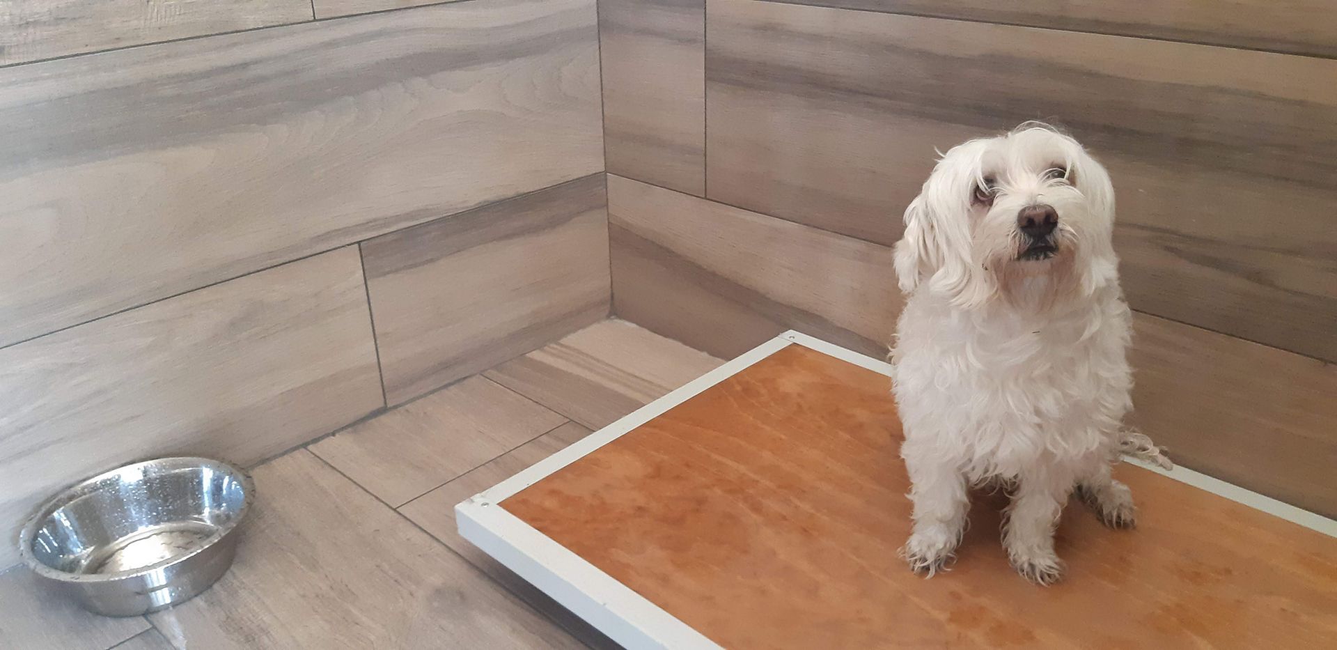 Un cane bianco è seduto su una superficie color legno. Una ciotola di metallo è lì vicino, in un bagno con pareti piastrellate.