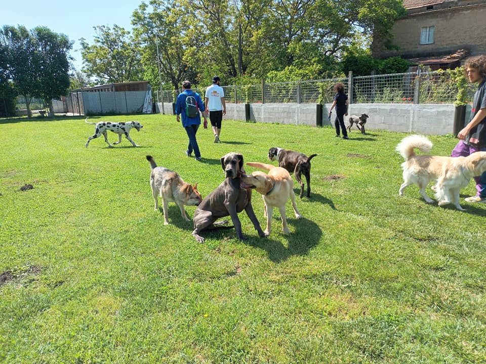 I cani giocano con le persone sul prato; giornata di sole.