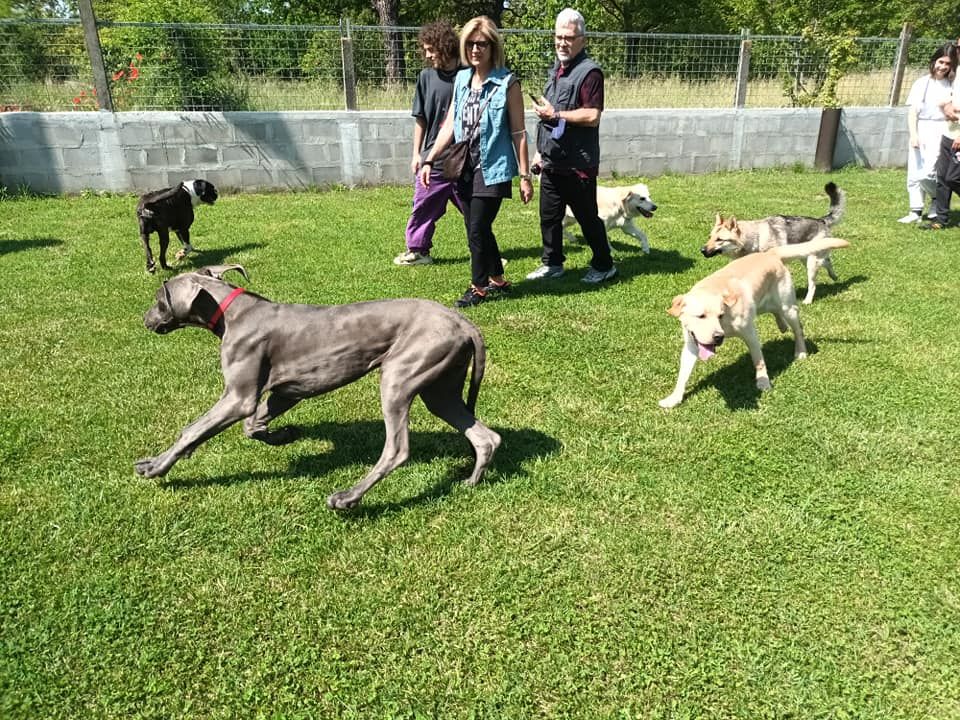 Cani e persone in un'area erbosa all'aperto. Un grosso cane grigio corre, altri cani e persone camminano.