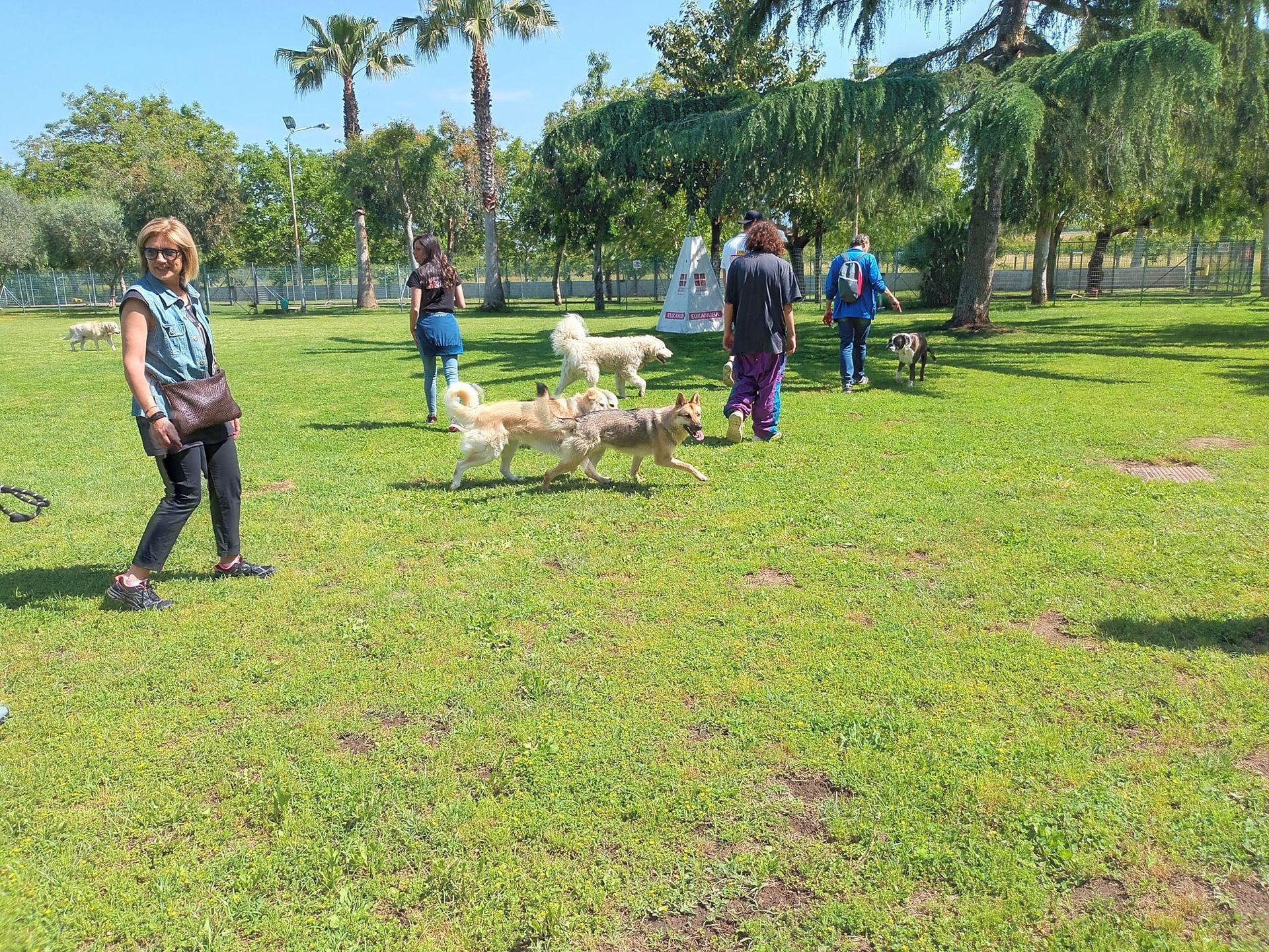 Persone e cani in un parco erboso. Diversi cani corrono, mentre persone sono ferme o camminano, con gli alberi sullo sfondo.