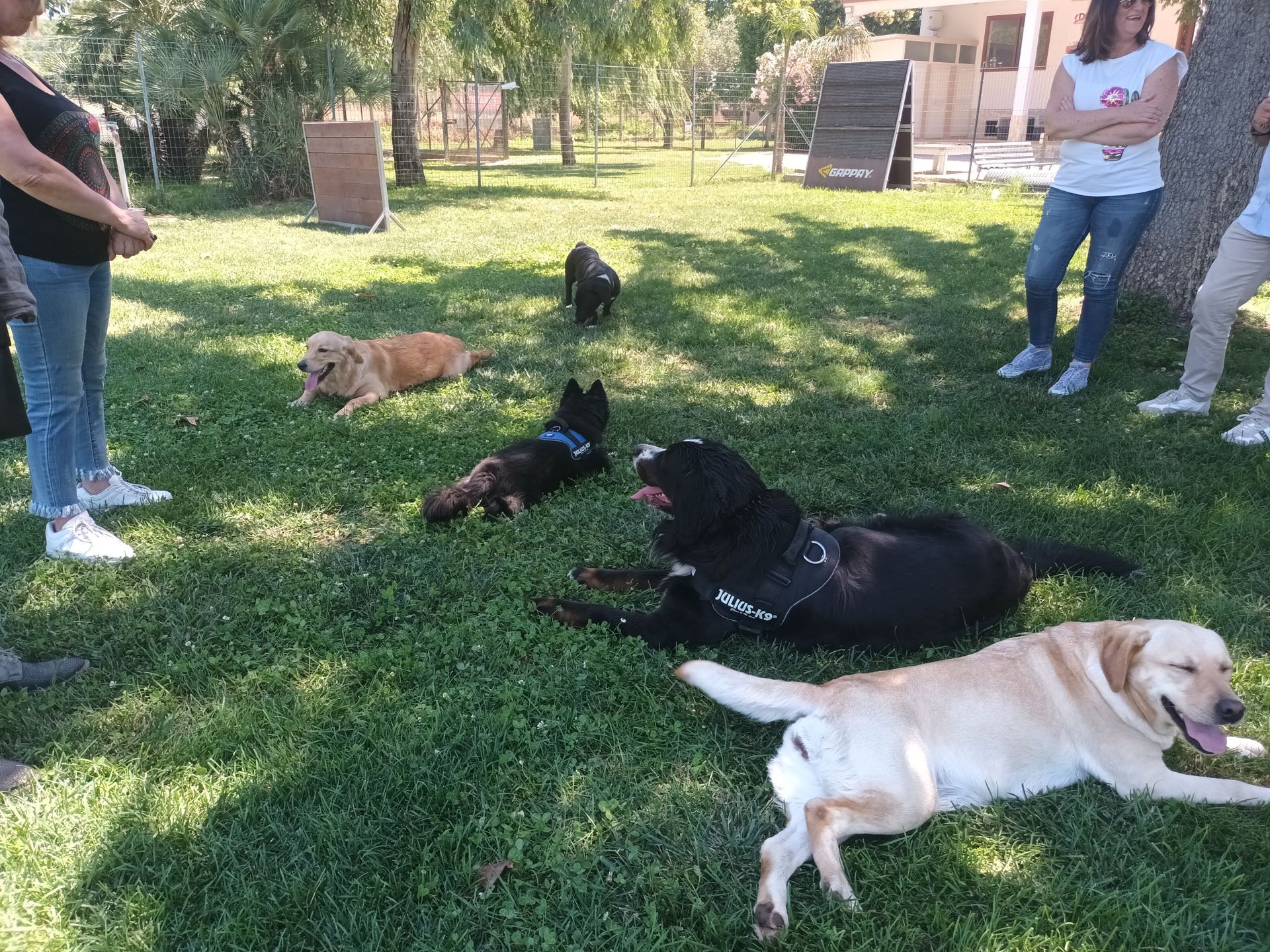 Cani e persone in un'area erbosa, alcuni cani sono sdraiati, altre persone sono in piedi.