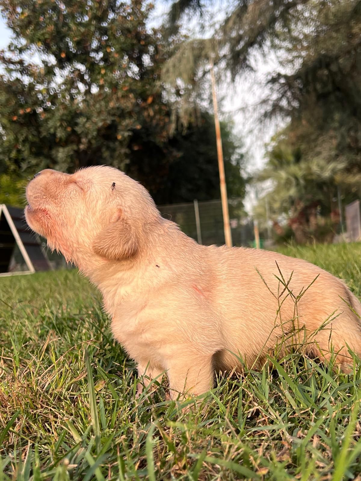 Cucciolo color crema in piedi sull'erba verde all'aperto, con gli occhi chiusi e un albero sullo sfondo.