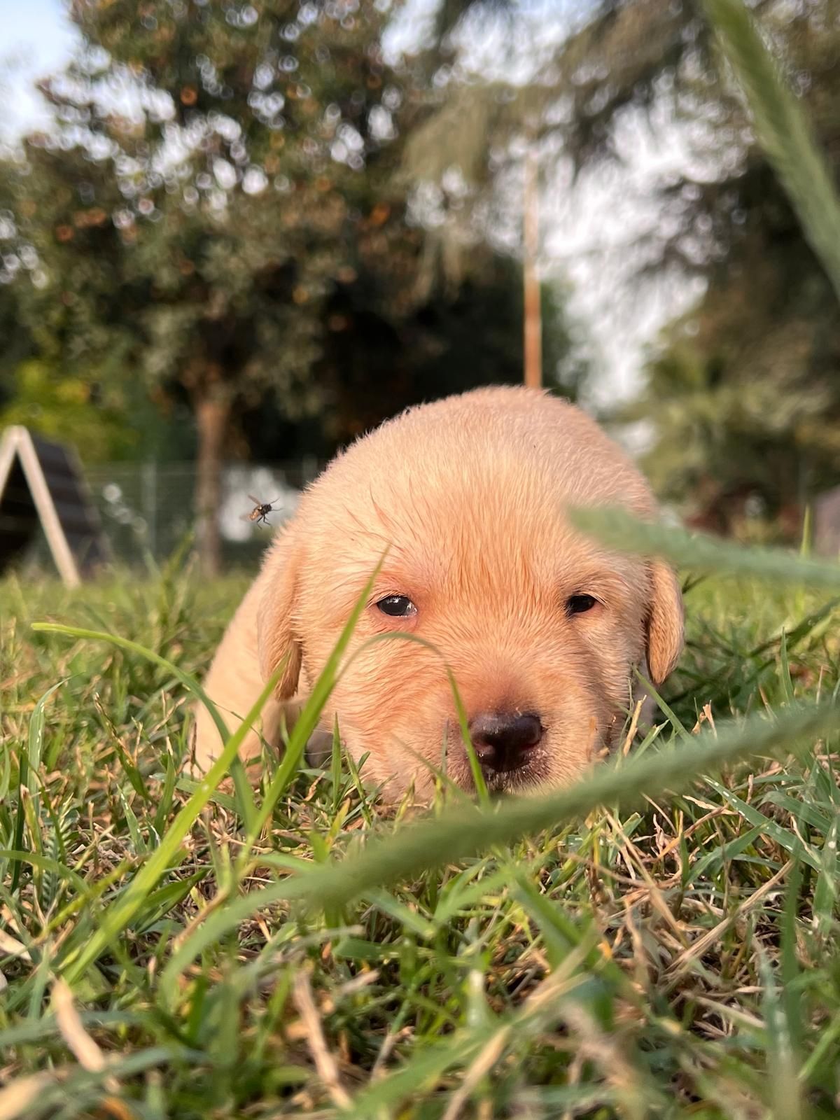 Cucciolo giallo che riposa nell'erba verde.