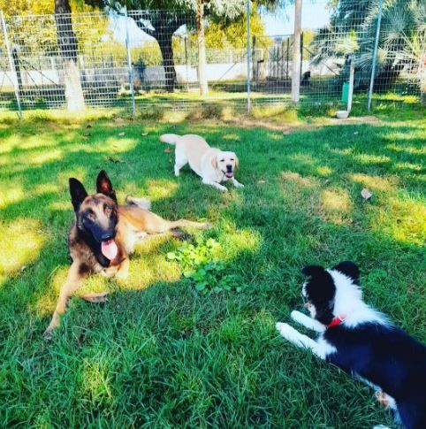 Tre cani giocano in un prato. Un cane marrone si sdraia, un cane giallo corre e un cane bianco e nero gli sta di fronte.