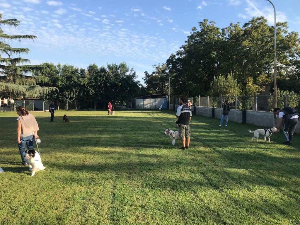 Persone che addestrano i cani in un parco erboso. Diversi cani al guinzaglio, persone che interagiscono. Alberi e cielo azzurro sullo sfondo.
