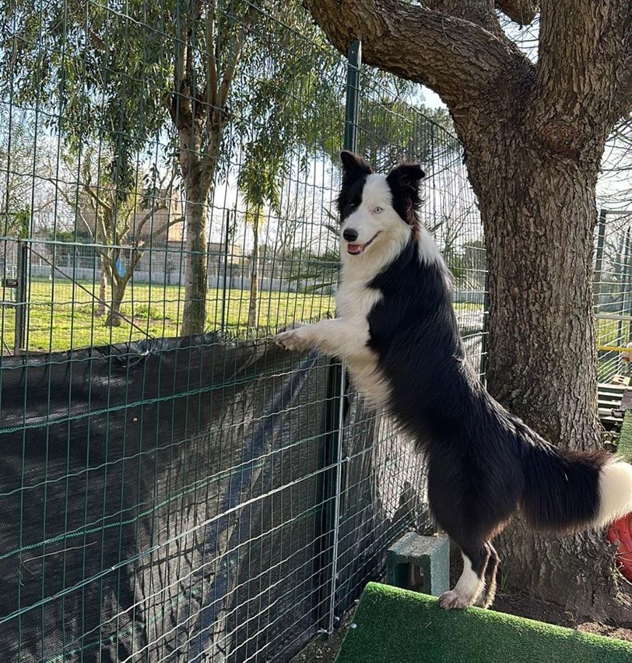 Border Collie bianco e nero in piedi sulle zampe posteriori, appoggiato a una recinzione, all'aperto.