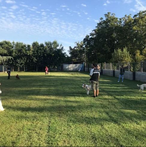 Cani e persone in un parco erboso per cani, alcuni si allenano o giocano in un ambiente soleggiato.