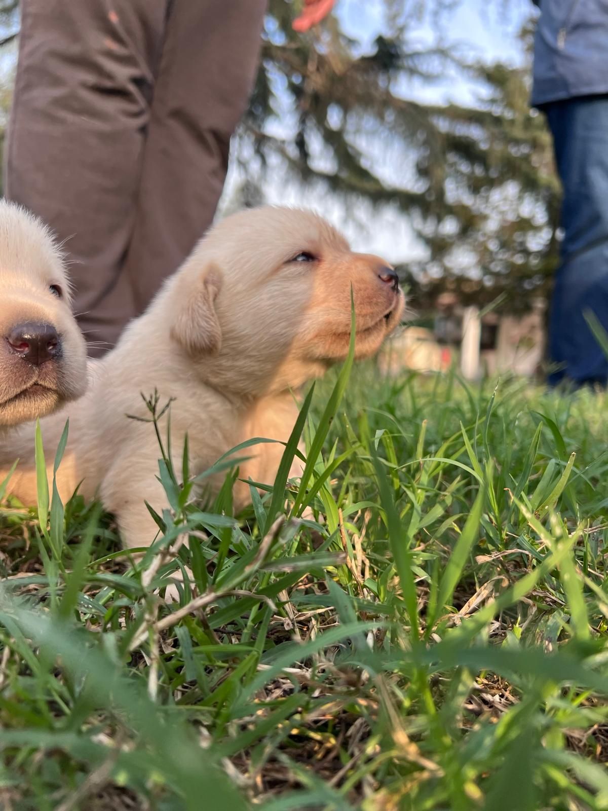 Cucciolo di Labrador giallo nell'erba, che strizza gli occhi al sole. Due persone sullo sfondo.