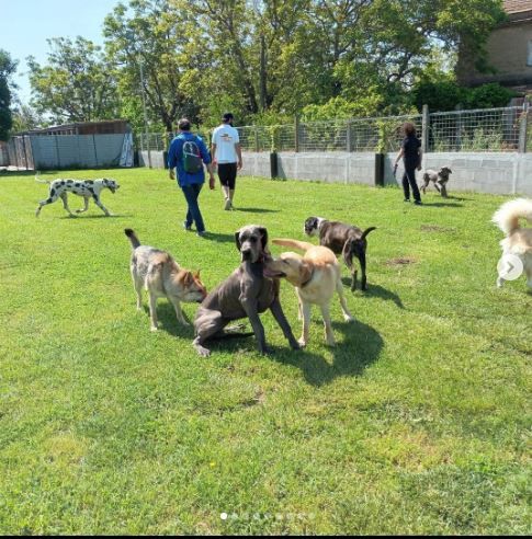 I cani giocano in un'area erbosa recintata. La gente passeggia nelle vicinanze. Giornata di sole.