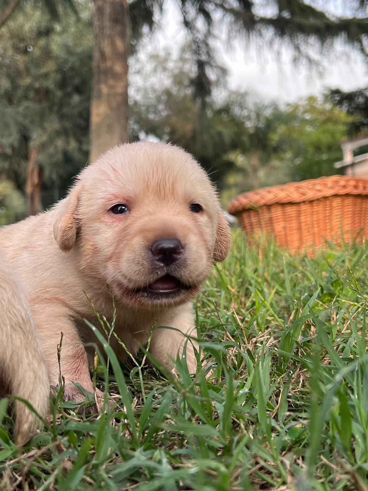 Cucciolo di Labrador giallo nell'erba verde, con cesto di vimini e alberi sullo sfondo.