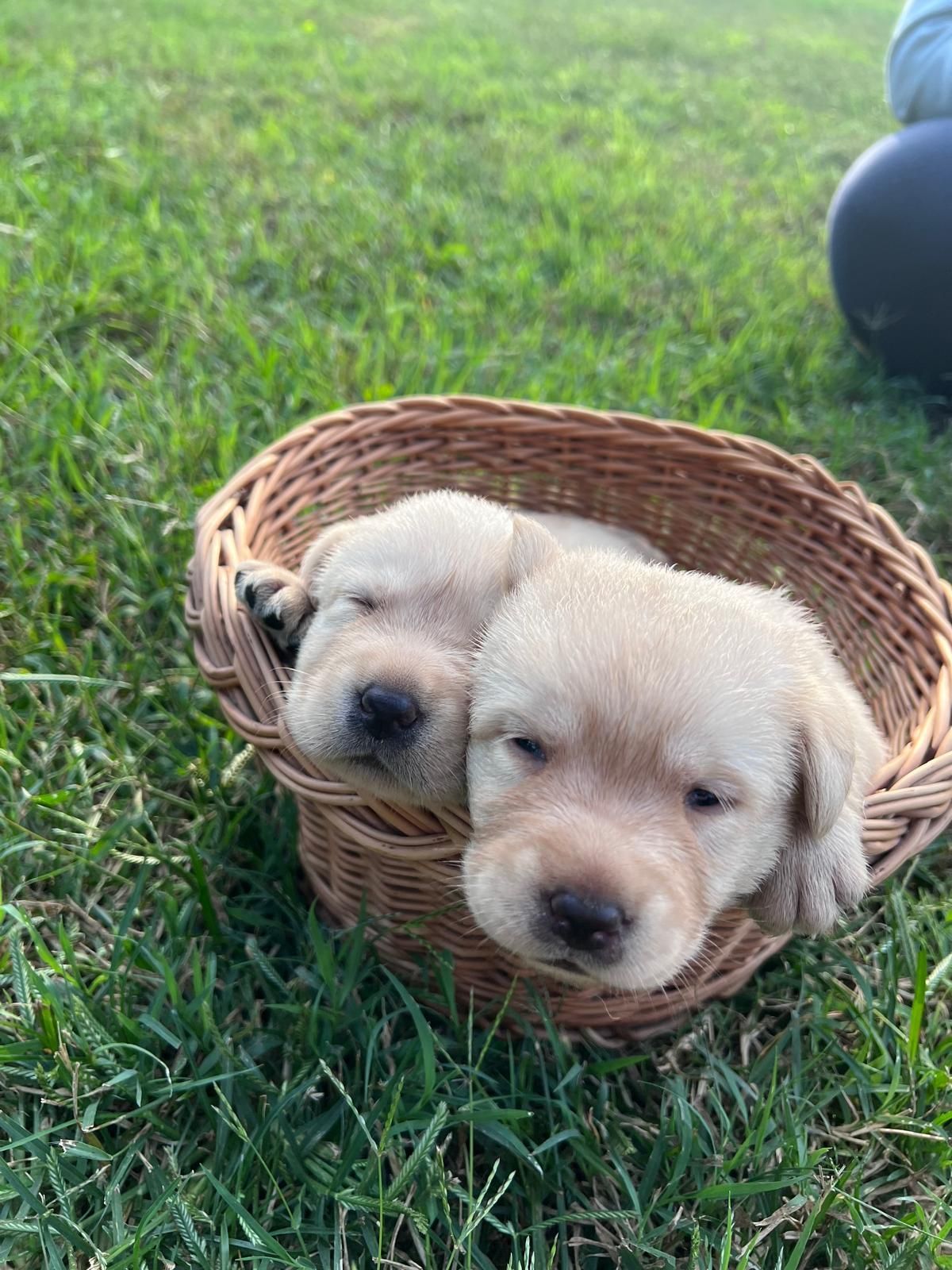 Due cuccioli di Labrador giallo in un cesto intrecciato su un prato erboso.