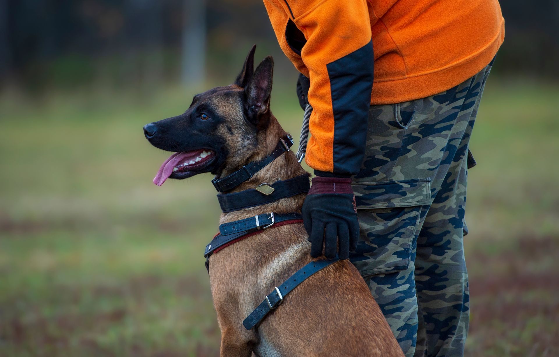 Un cane da pastore belga Malinois con un'imbracatura accanto a una persona con pantaloni mimetici e una giacca arancione.