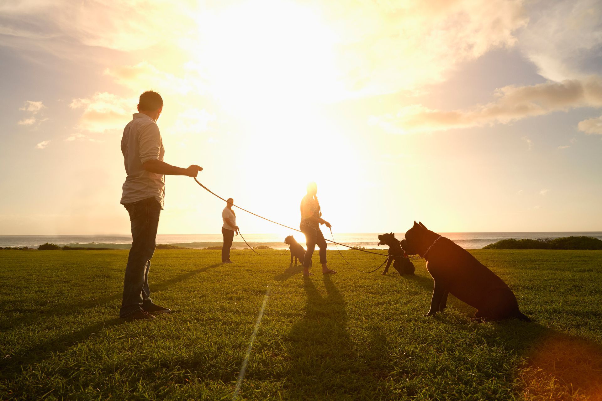 Persone che portano a spasso i cani su un campo erboso alla luce del sole.