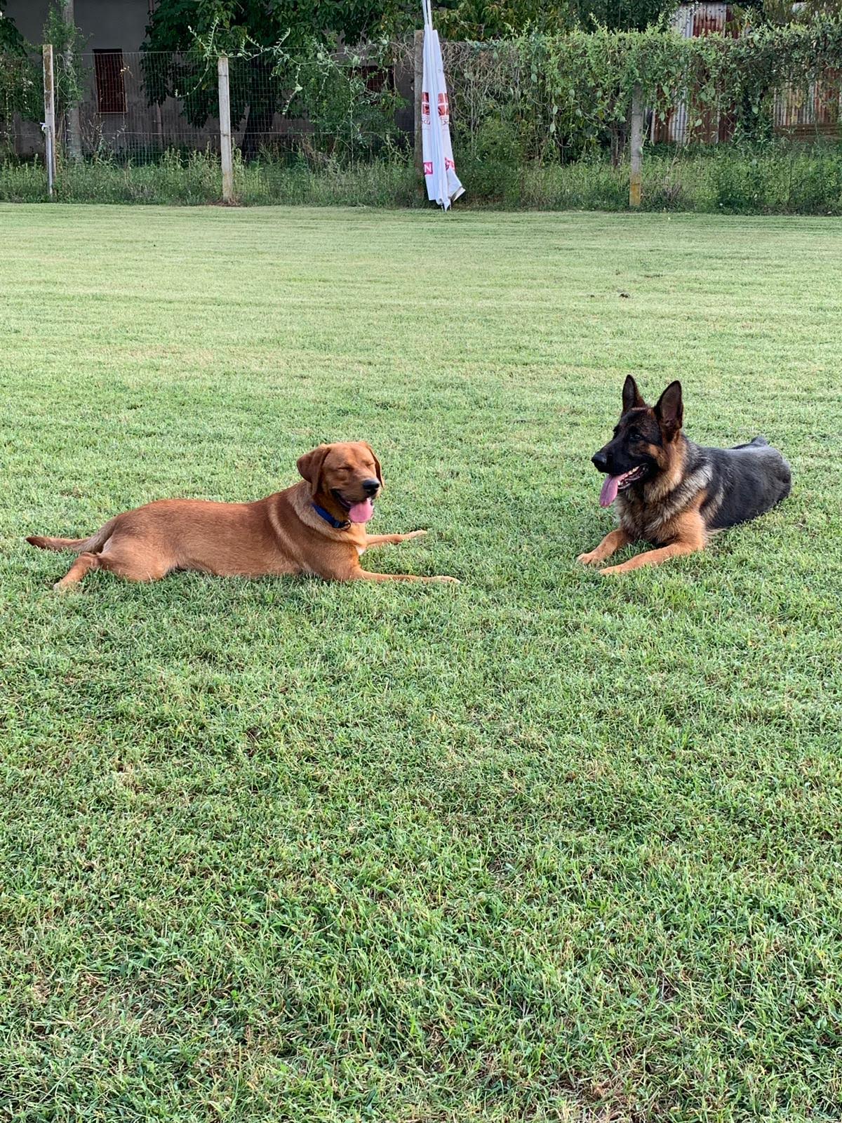 Due cani, uno marrone e uno nero/fulvo, sdraiati in un campo erboso, con la lingua fuori.