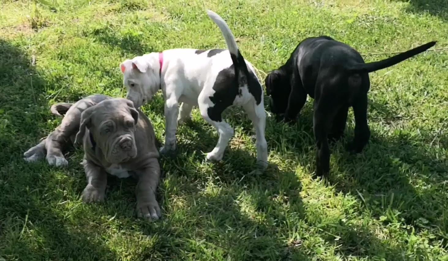 Tre cuccioli in un prato: un mastino napoletano grigio sdraiato, un cucciolo maculato bianco e nero in piedi e un cucciolo nero che annusa il terreno.