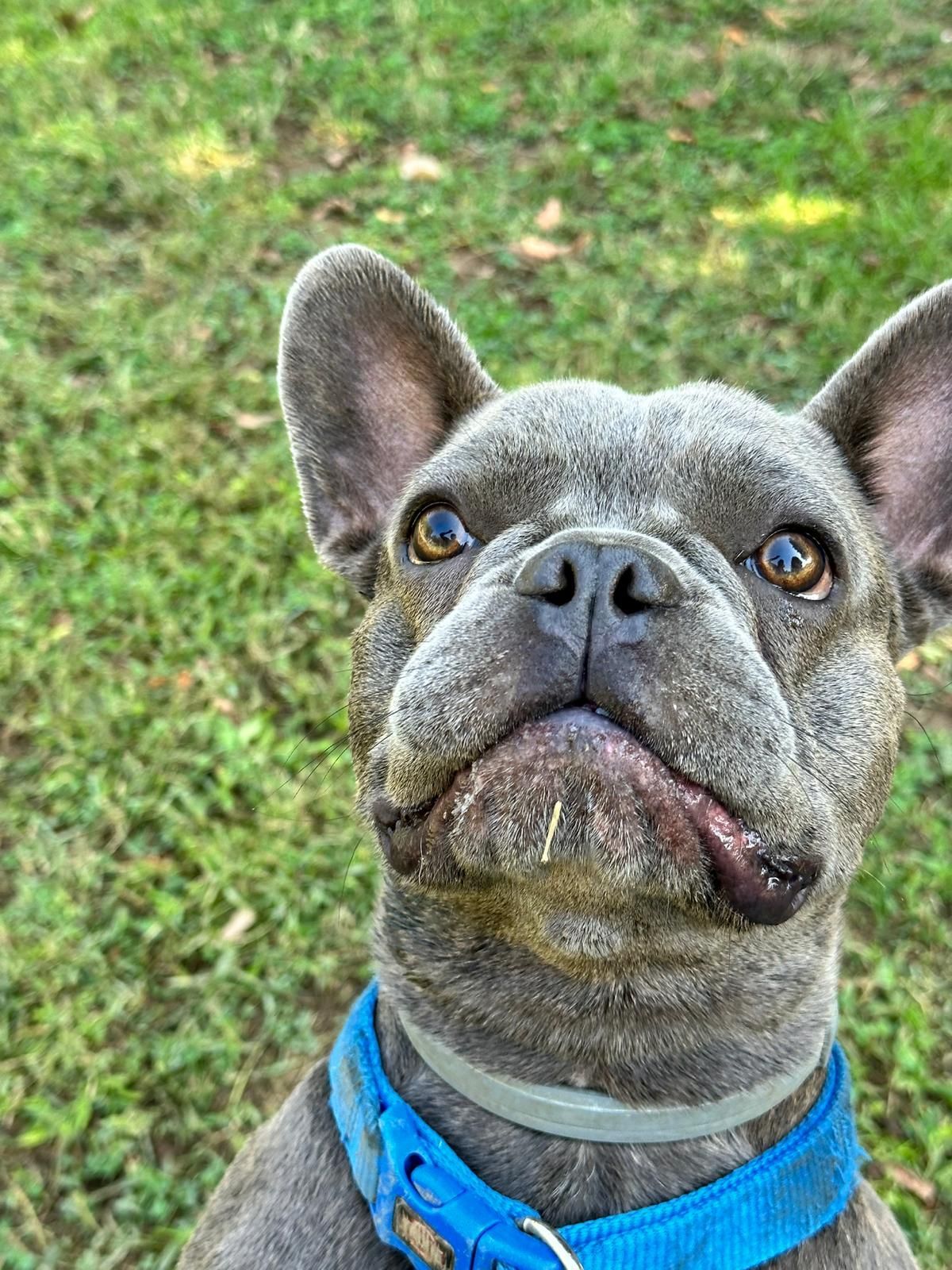 Bulldog francese blu con orecchie pendenti rivolte verso l'alto, con collare blu, in un ambiente erboso.
