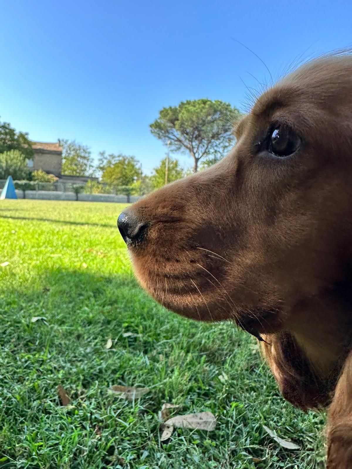 Un cane marrone guarda fuori dall'inquadratura su un prato erboso con cielo azzurro e alberi sullo sfondo.