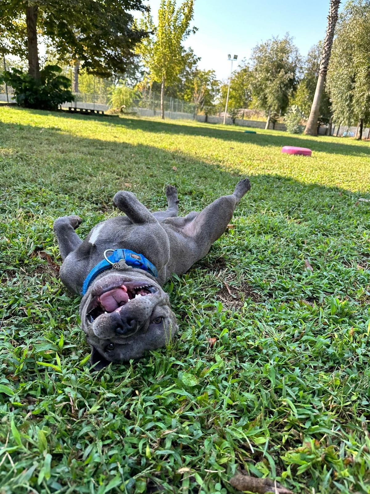 Cane grigio sdraiato sulla schiena nell'erba con la bocca aperta, collare blu visibile in un parco.