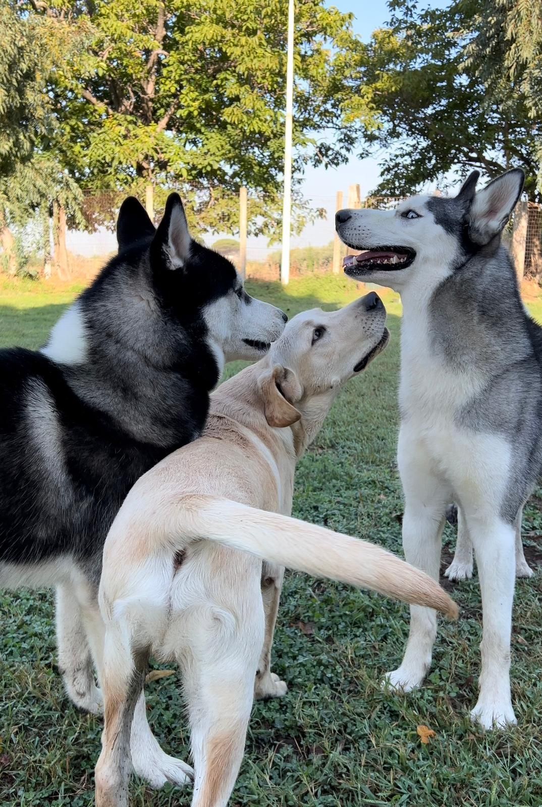 Tre cani, due husky e un labrador giallo, interagiscono in un'area erbosa all'aperto.