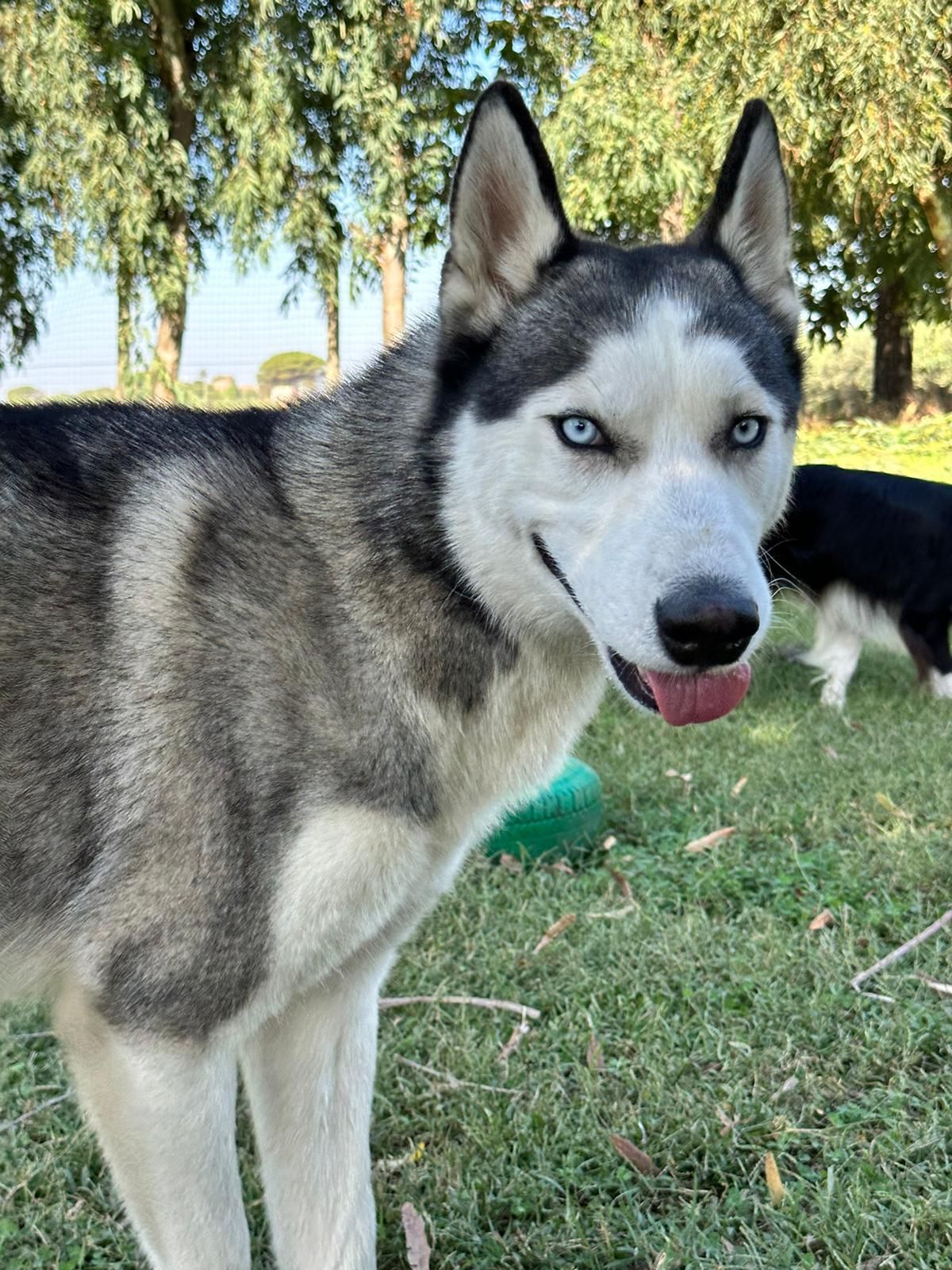 Cane husky con occhi azzurri e pelliccia grigia e bianca, in piedi sull'erba, con alberi sullo sfondo.