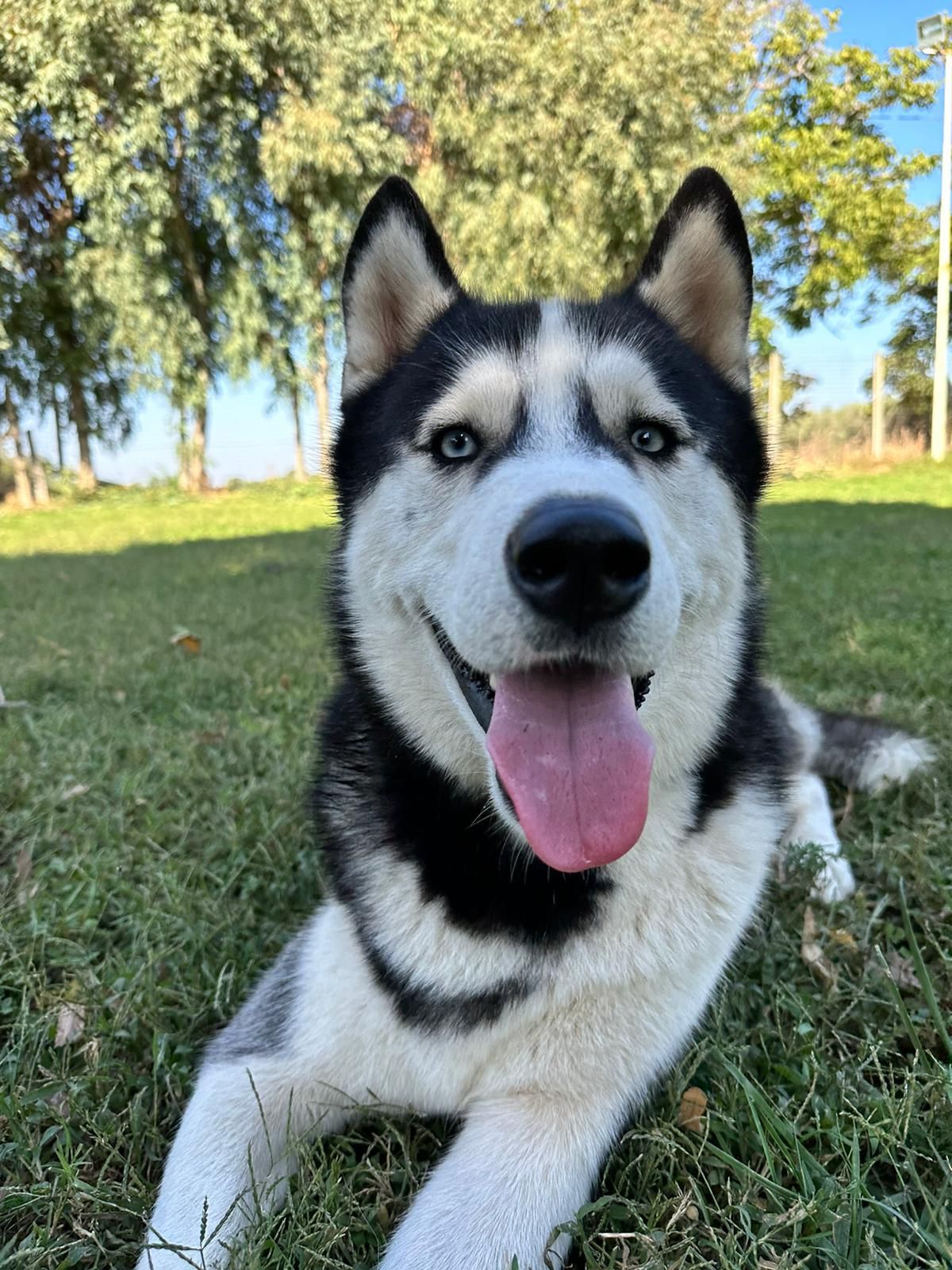 Un cane husky con gli occhi azzurri, il pelo bianco e nero e la lingua di fuori, riposa sull'erba in un parco.