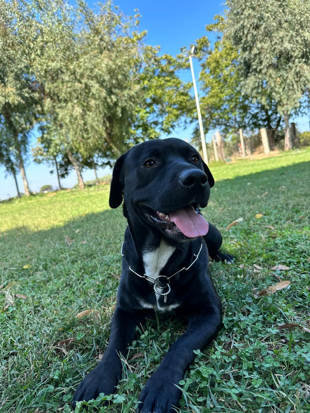 Cane nero con il petto bianco sdraiato sull'erba verde, sorridente con la lingua di fuori, in un parco.