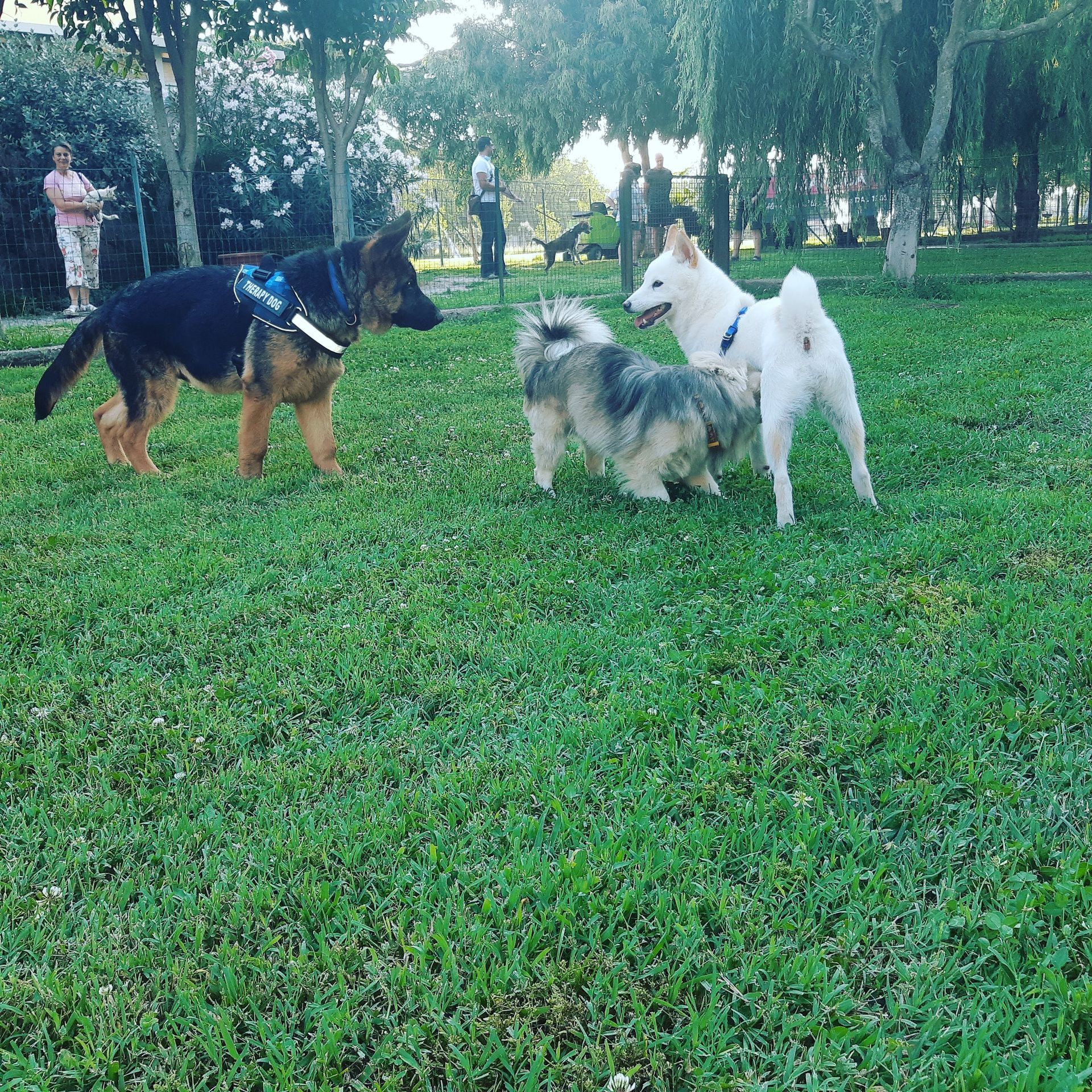 Tre cani giocano in un parco erboso: un pastore tedesco, un cane bianco e un cagnolino peloso.
