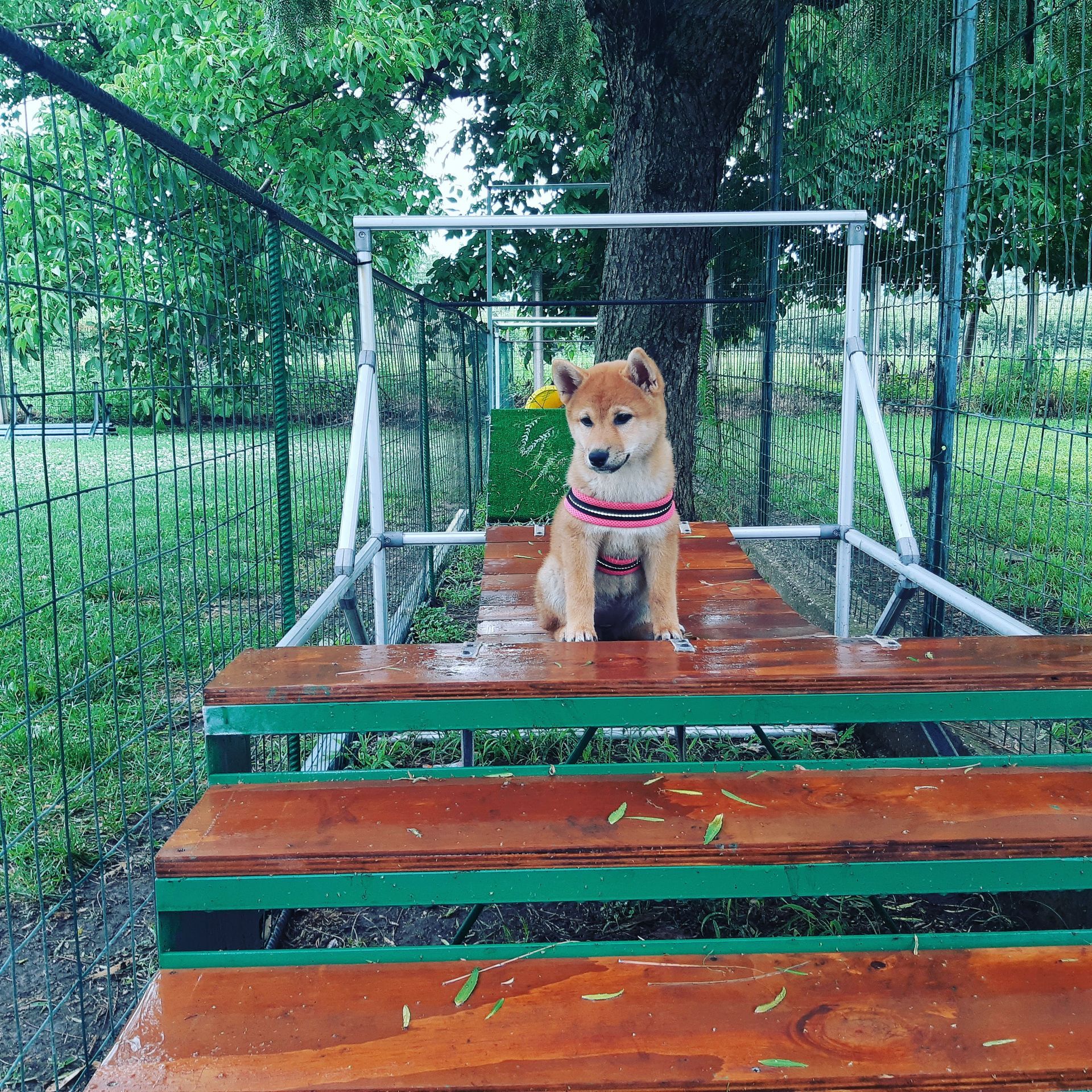 Un cucciolo di Shiba Inu con una pettorina rosa è seduto su un ponte di legno per l'agility con dettagli verdi, all'aperto.