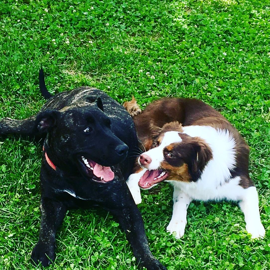 Due cani giocano nell'erba verde: un cane nero con un collare rosa e un cane marrone e bianco.