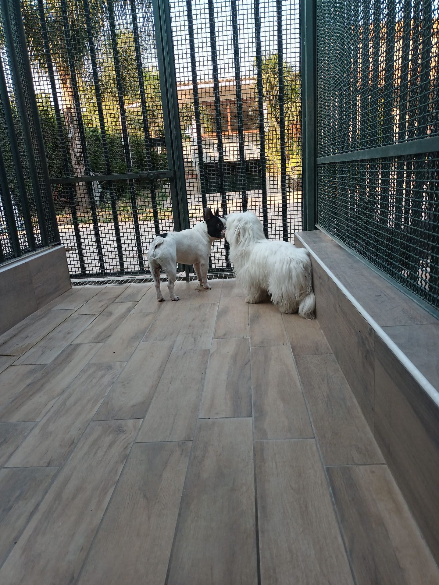 Due cani su un balcone. Uno bianco con macchie nere, l'altro bianco e soffice. Ringhiera e alberi sullo sfondo.